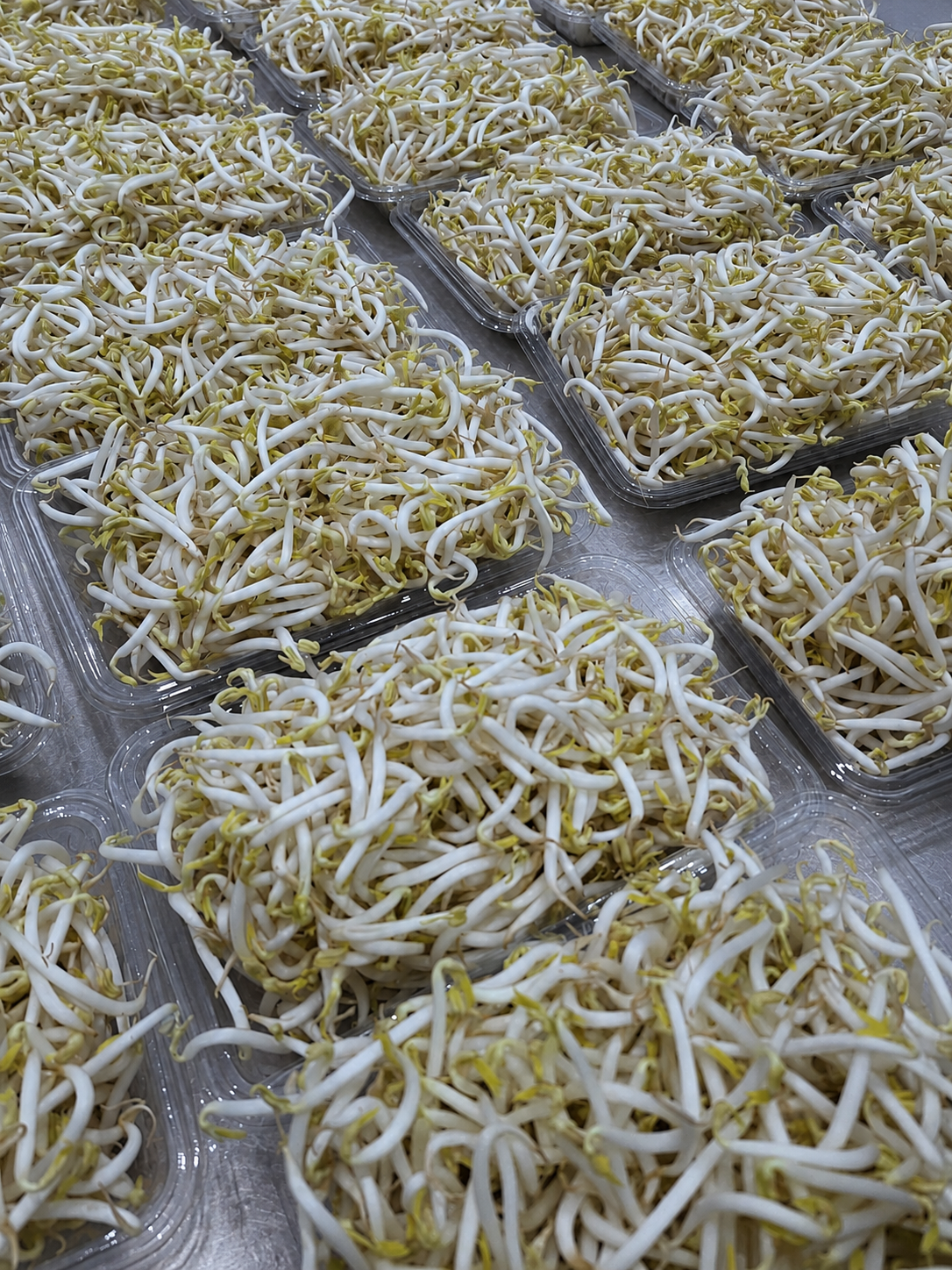Tauge Jepang (Moyashi)